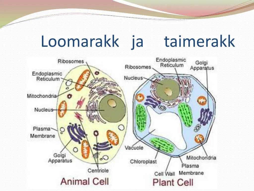 loomarakk ja taimerakk