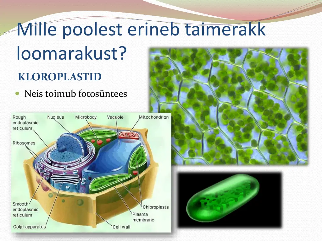 mille poolest erineb taimerakk loomarakust 2