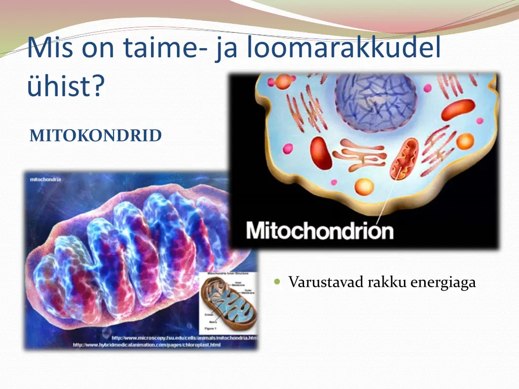 mis on taime ja loomarakkudel hist 1
