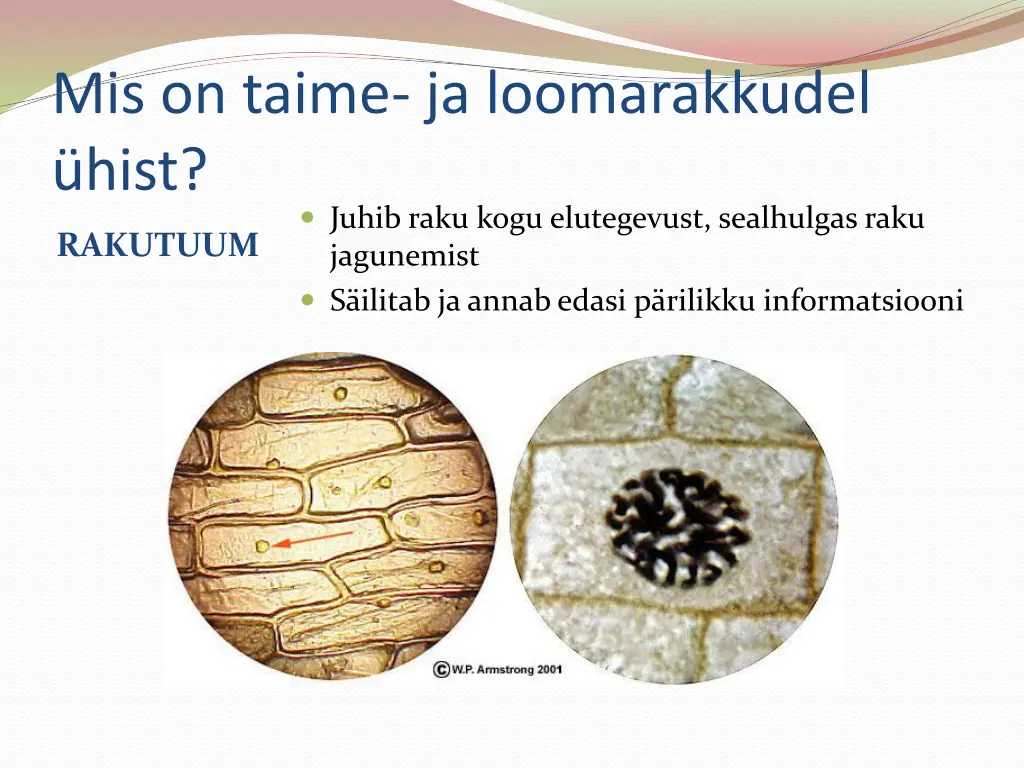 mis on taime ja loomarakkudel hist juhib raku