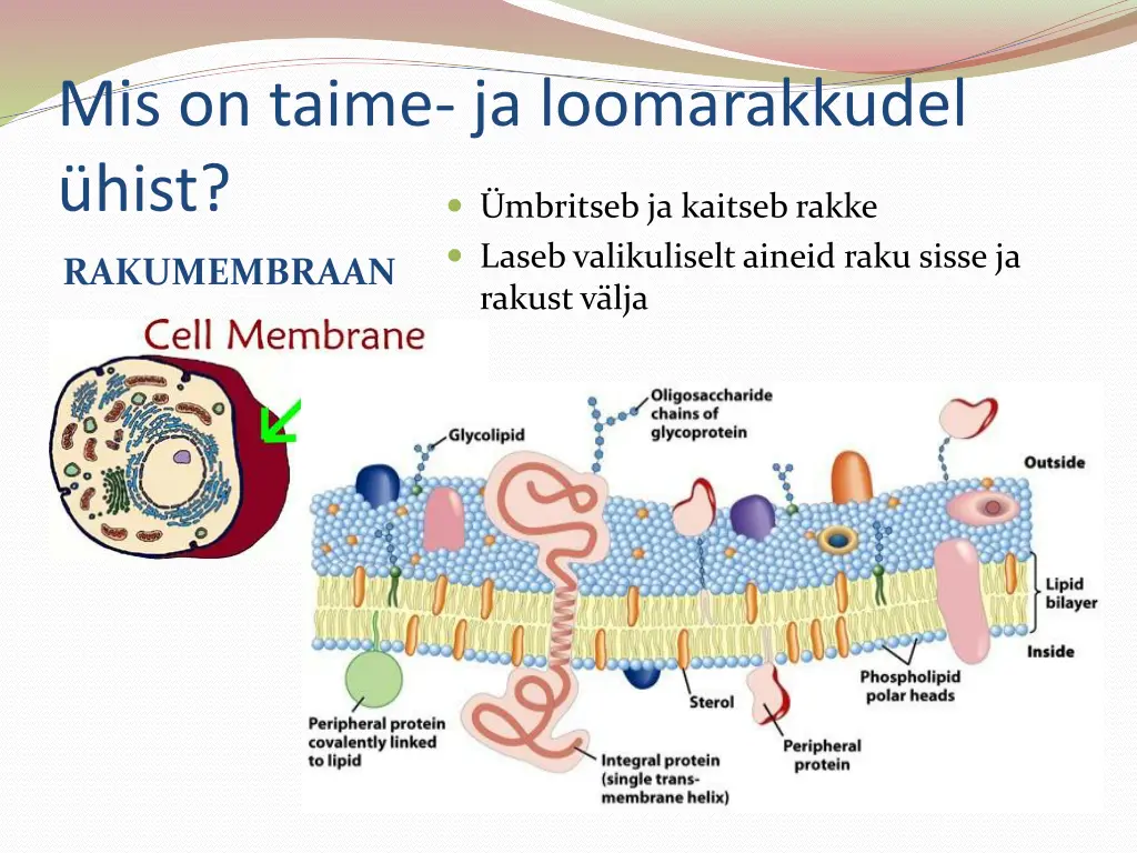 mis on taime ja loomarakkudel hist mbritseb