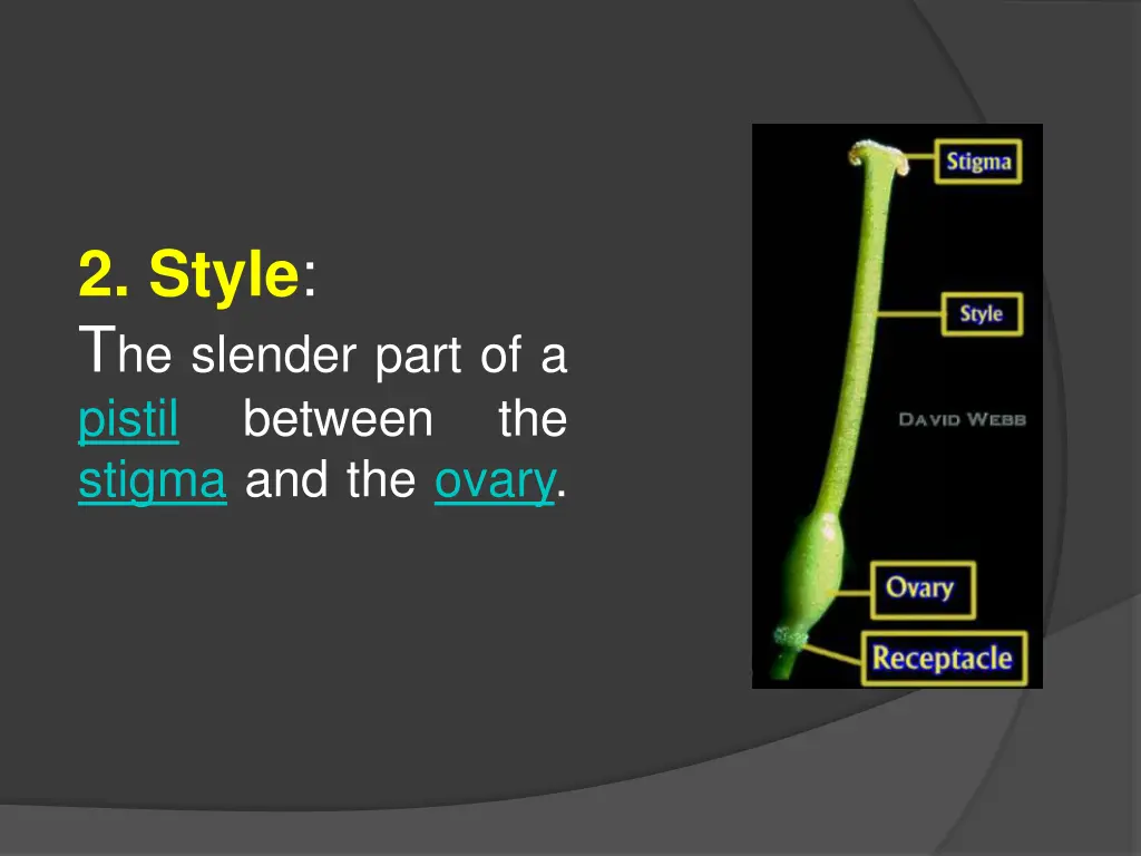 2 style t he slender part of a pistil between