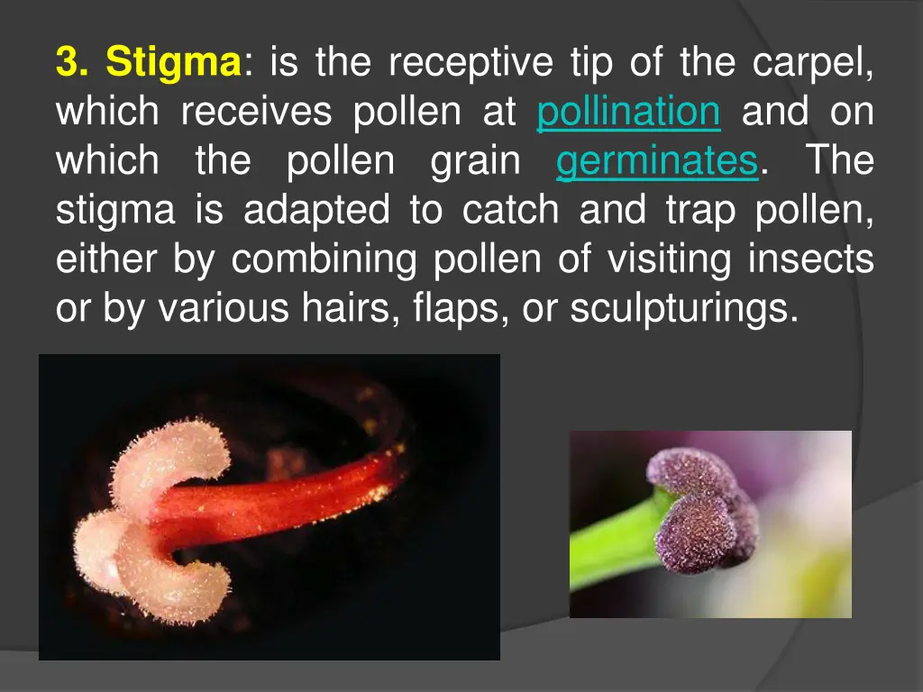 3 stigma is the receptive tip of the carpel which