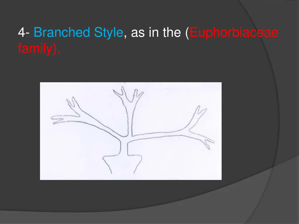 4 branched style as in the euphorbiaceae family