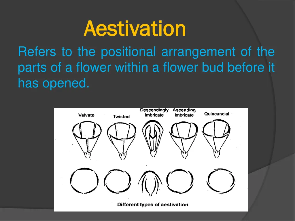 aestivation aestivation