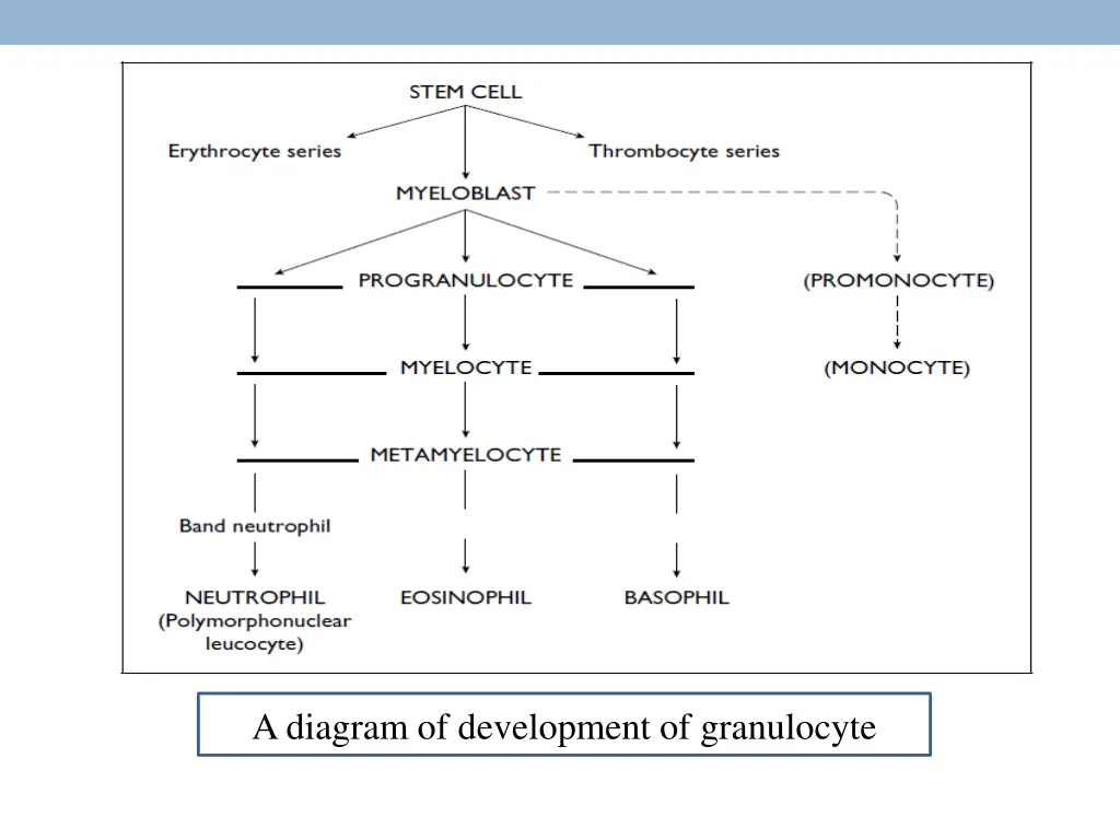 a diagram of development of granulocyte