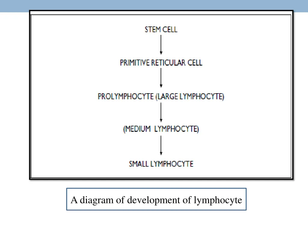 a diagram of development of lymphocyte