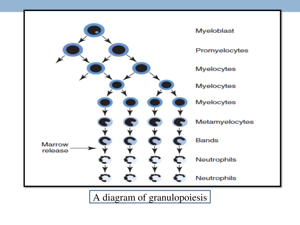 a diagram of granulopoiesis