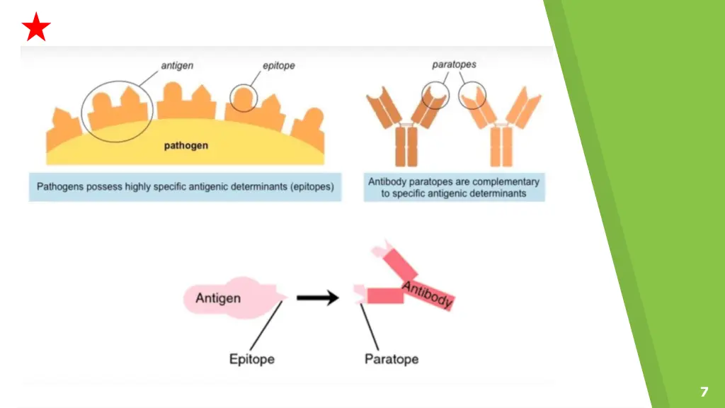 slide7
