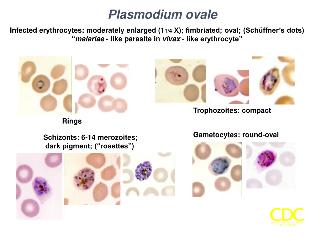 plasmodium ovale