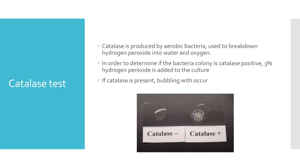 catalase is produced by aerobic bacteria used