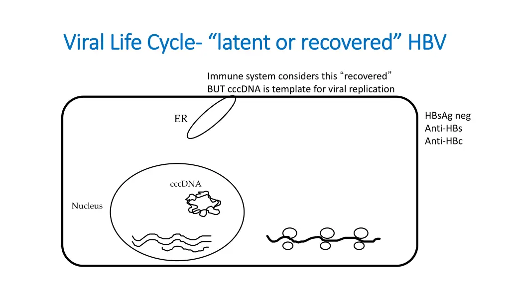 viral life cycle viral life cycle latent
