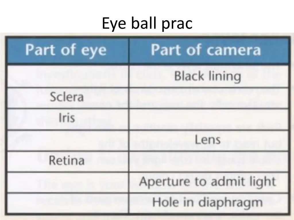 eye ball prac