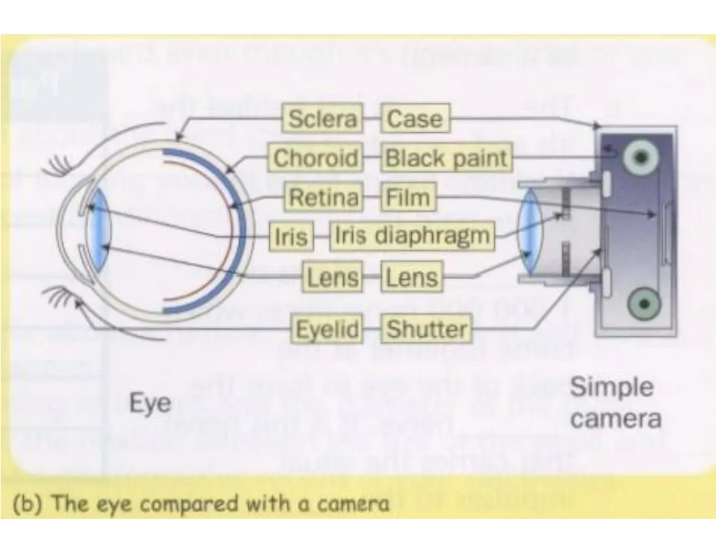 slide29