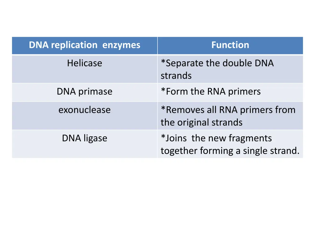 dna replication enzymes