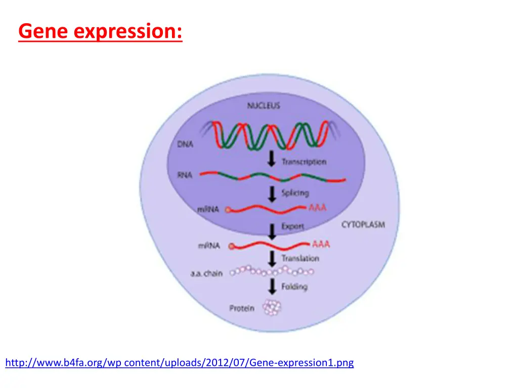 gene expression