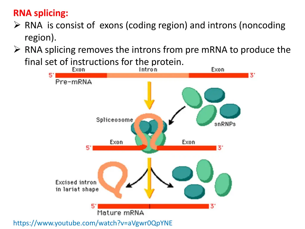 rna splicing rna is consist of exons coding