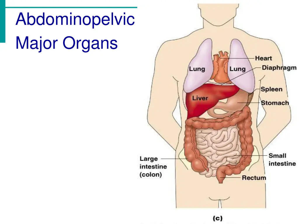 abdominopelvic major organs