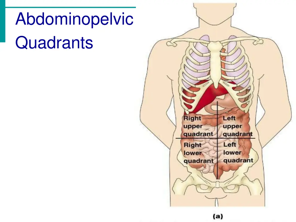abdominopelvic quadrants