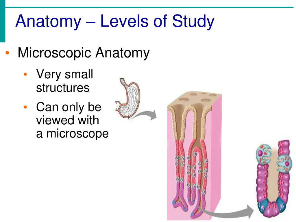 anatomy levels of study 1