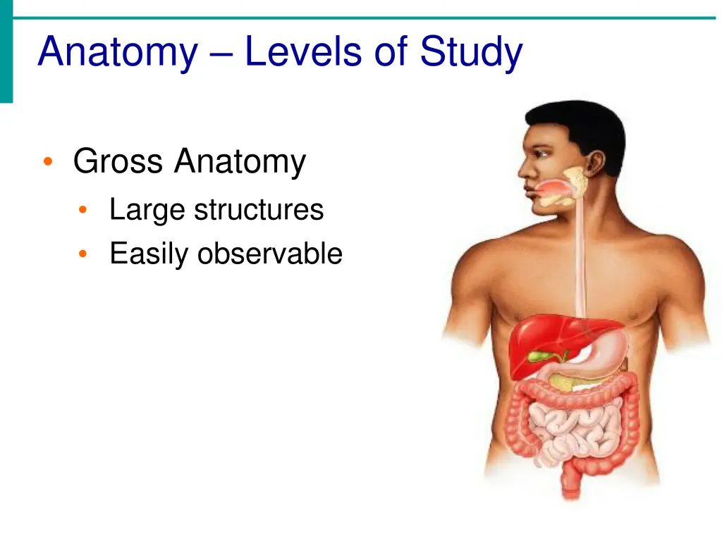 anatomy levels of study