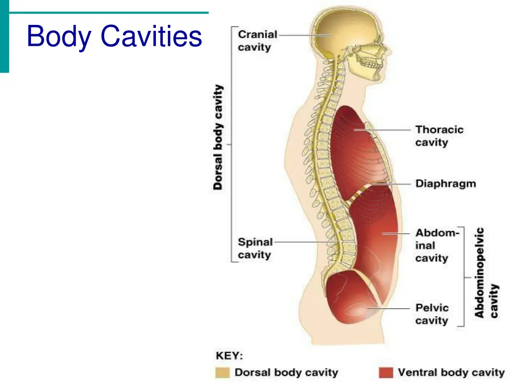 body cavities