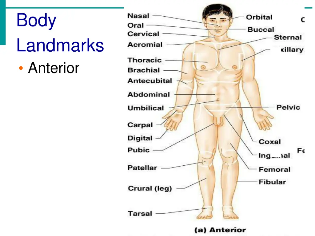 body landmarks anterior