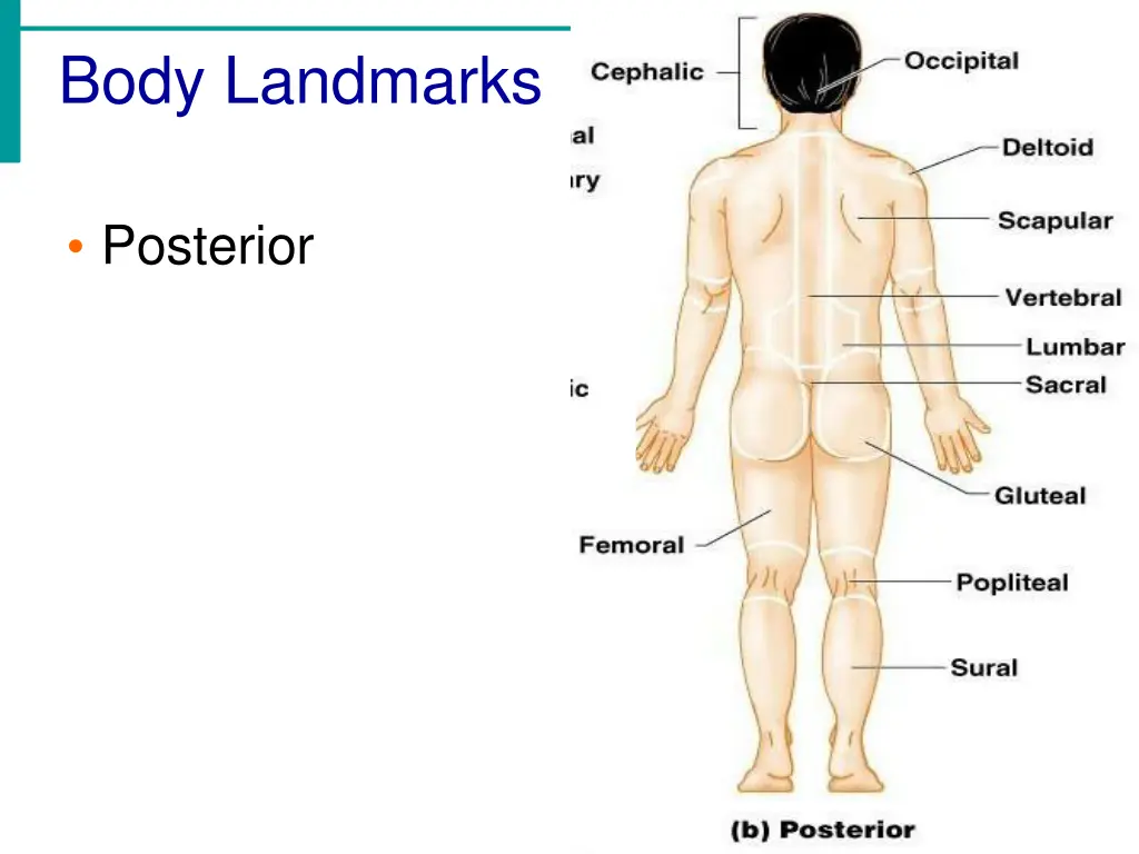 body landmarks