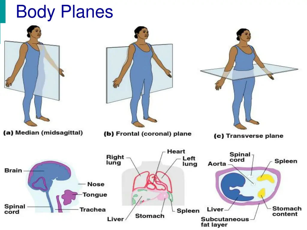 body planes