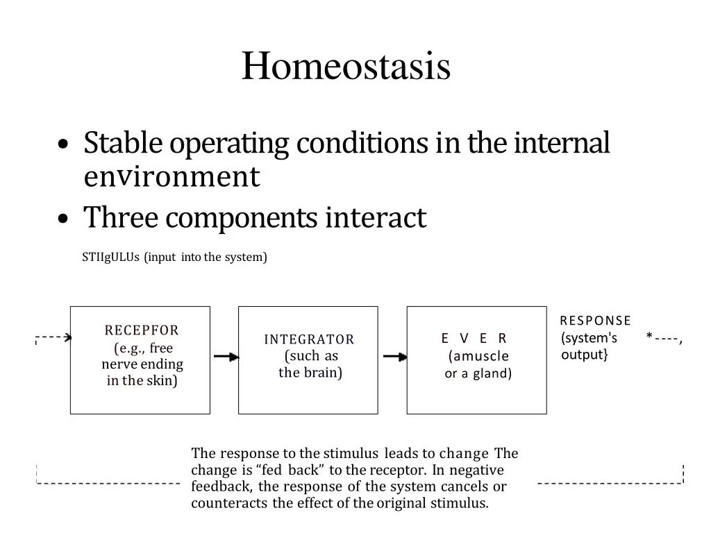 homeostasis 1