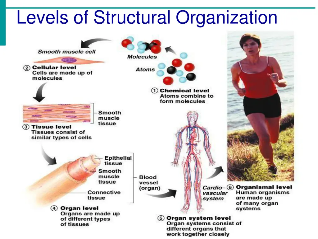 levels of structural organization