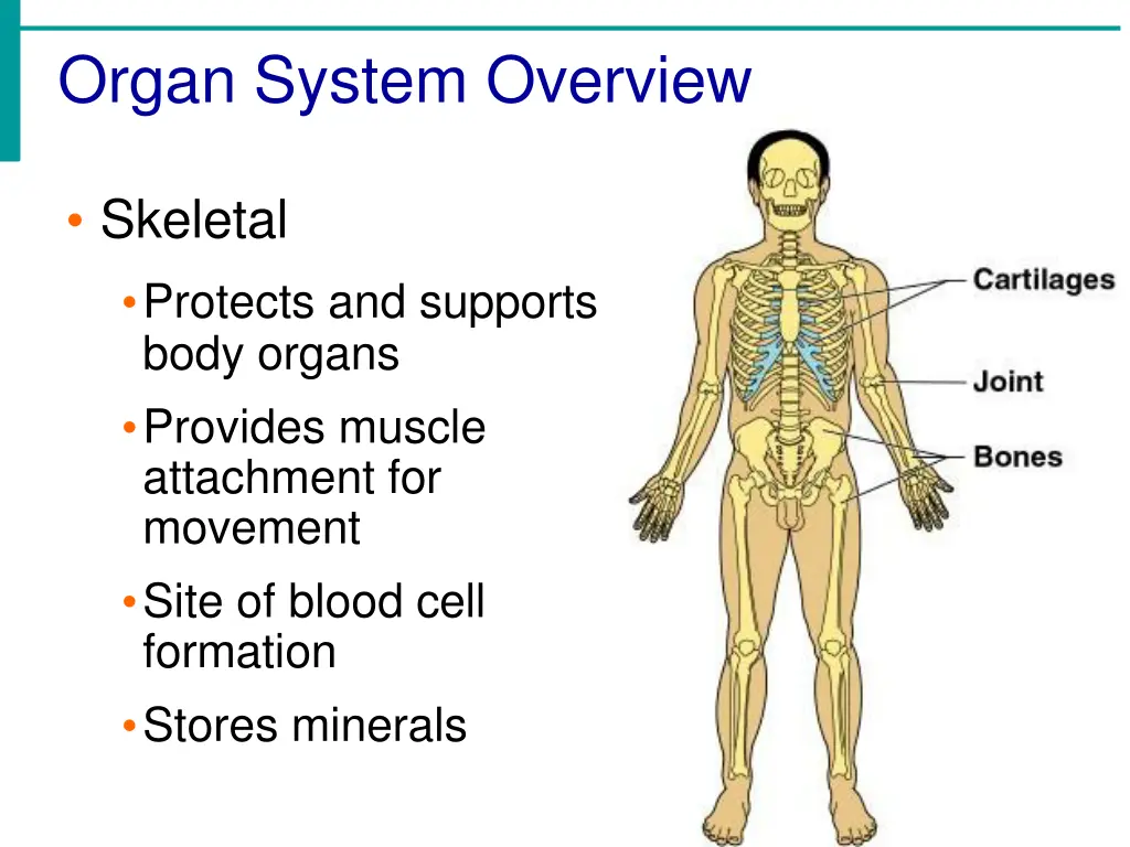 organ system overview 1