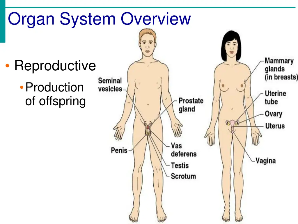 organ system overview 10
