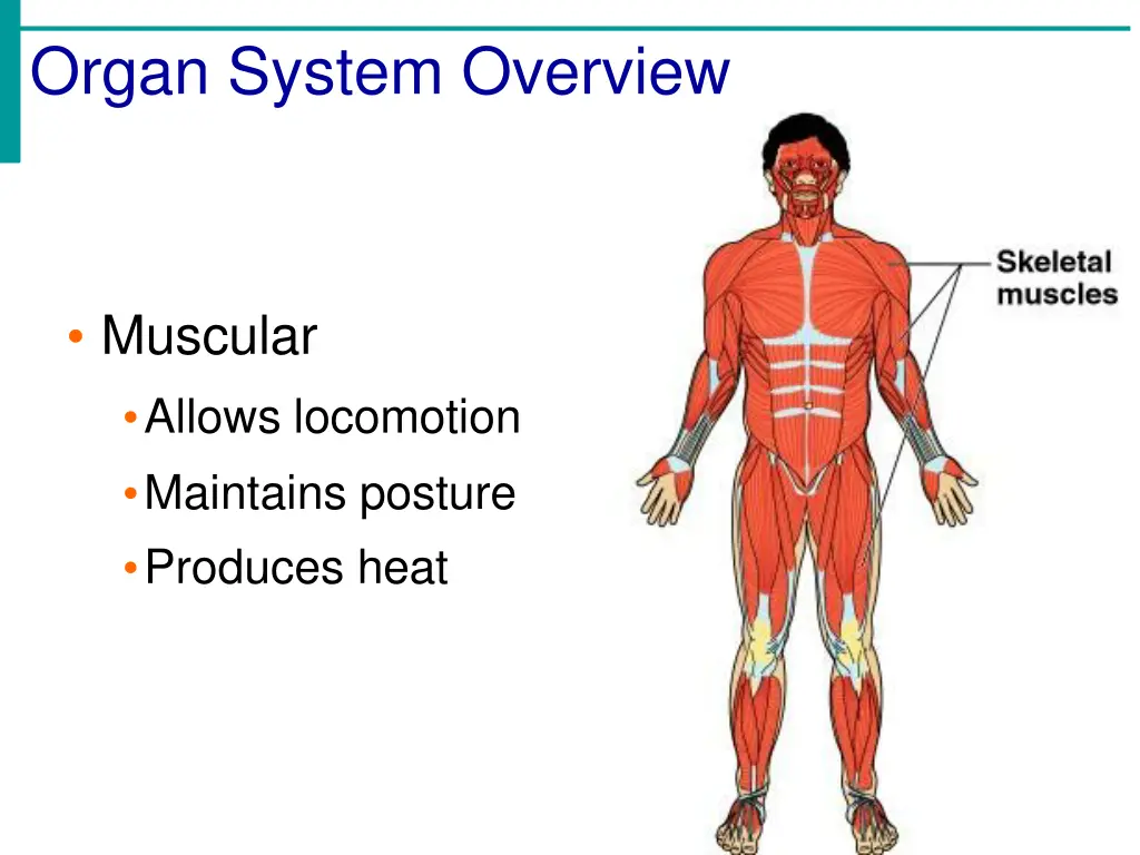 organ system overview 2
