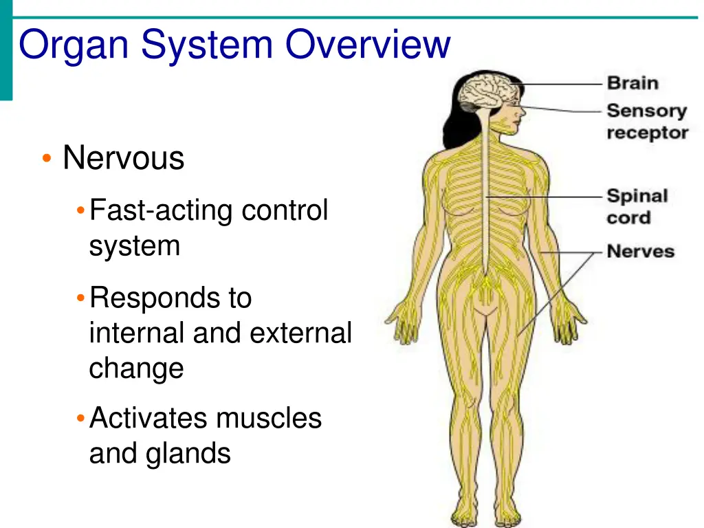 organ system overview 3