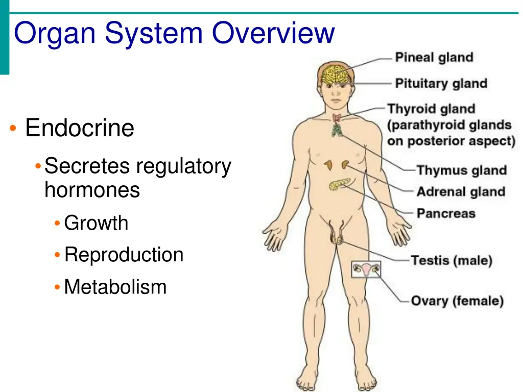 organ system overview 4