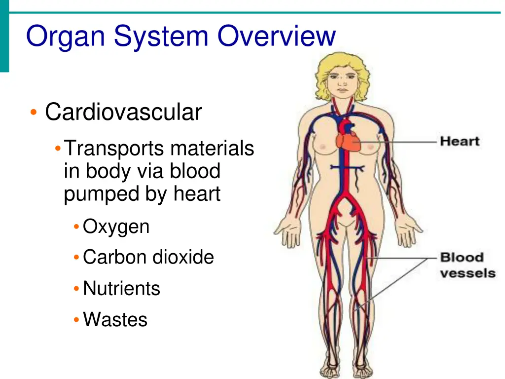 organ system overview 5