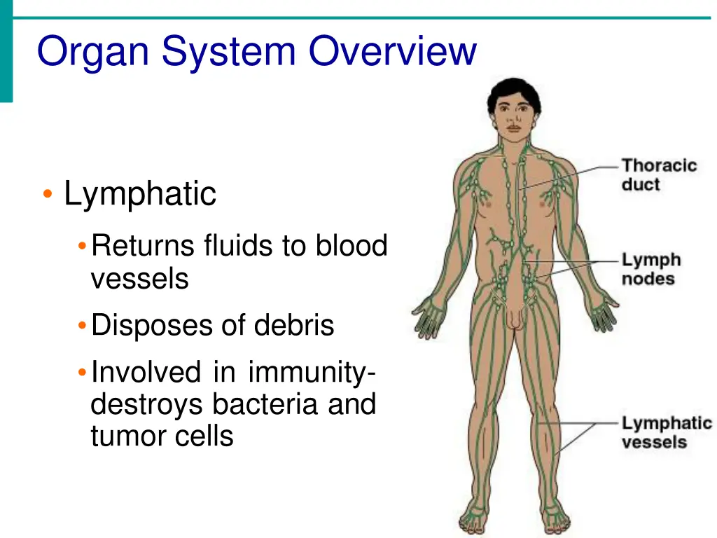 organ system overview 6