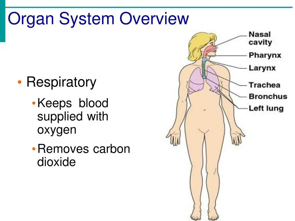 organ system overview 7