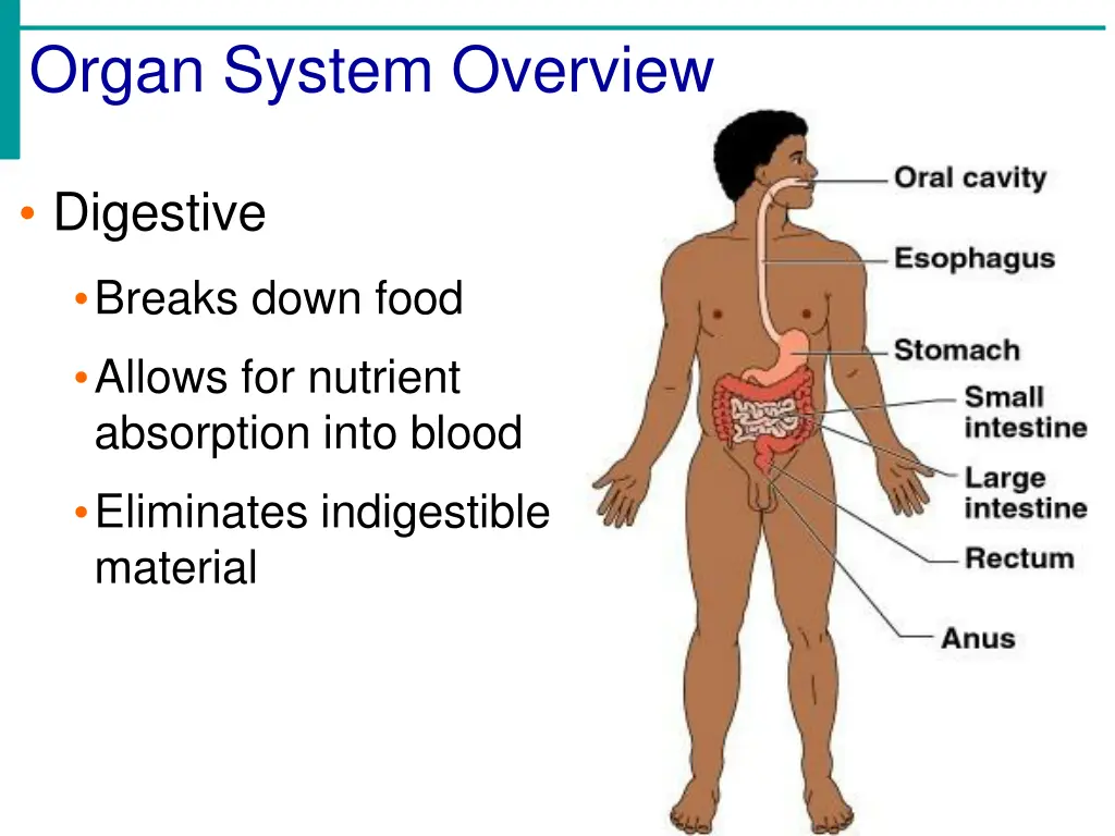 organ system overview 8