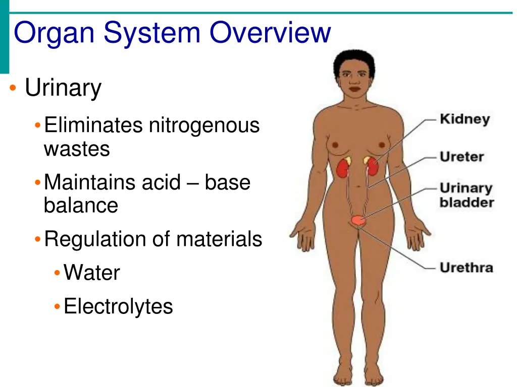 organ system overview 9