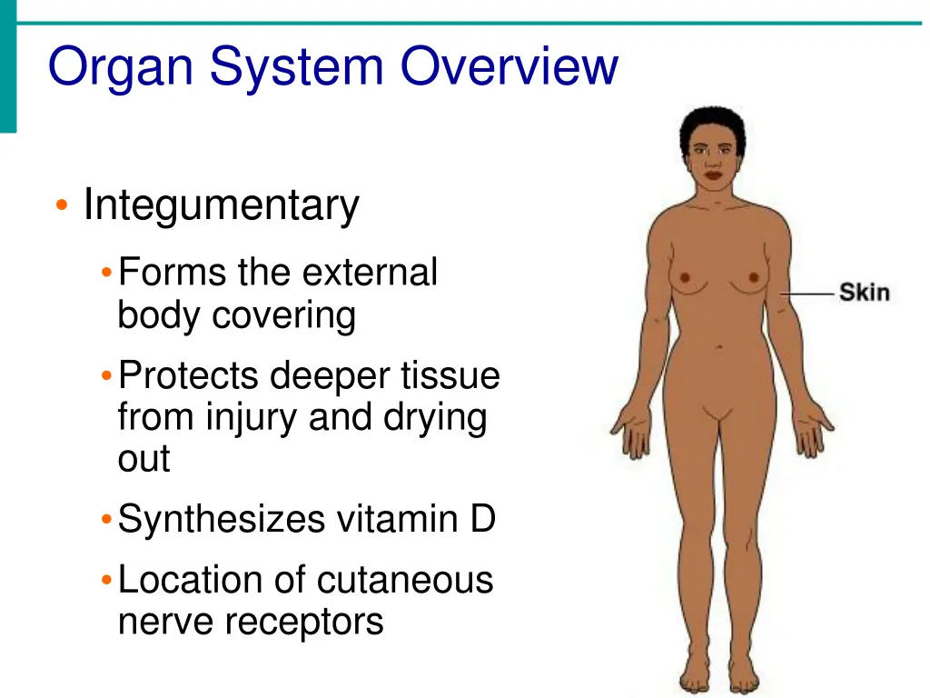 organ system overview
