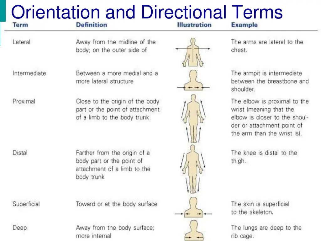 orientation and directional terms 1