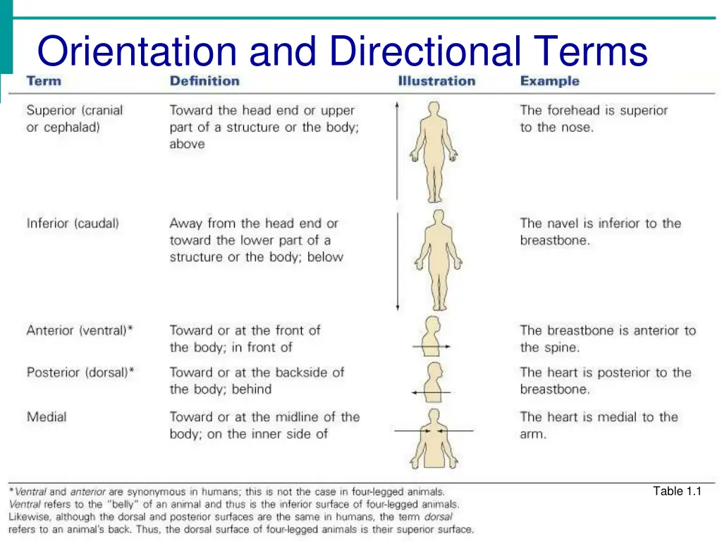 orientation and directional terms