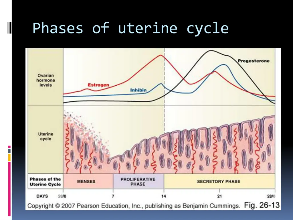phases of uterine cycle