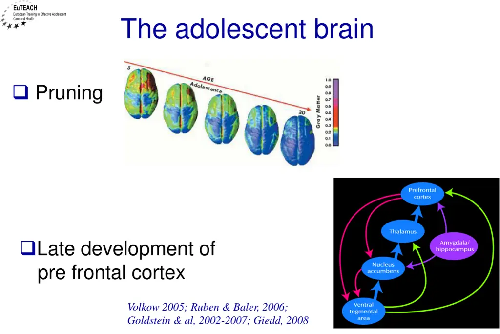 the adolescent brain