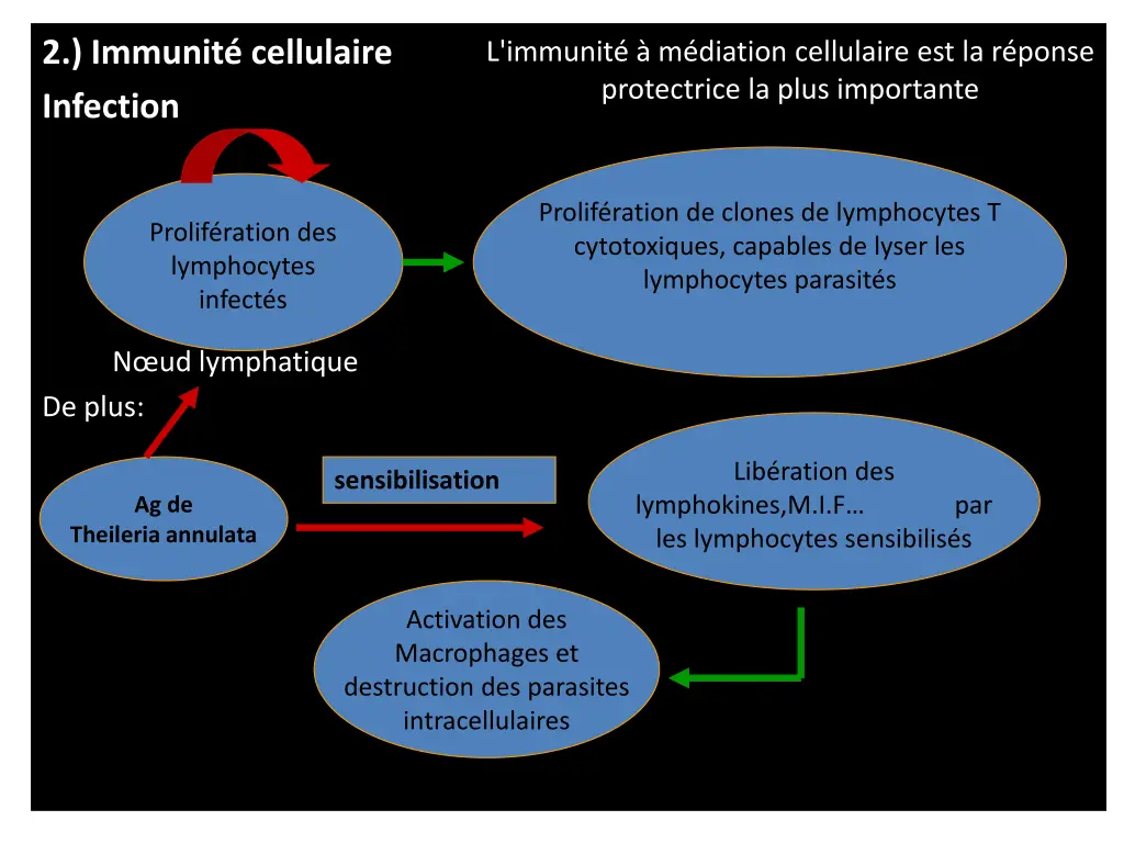 2 immunit cellulaire infection