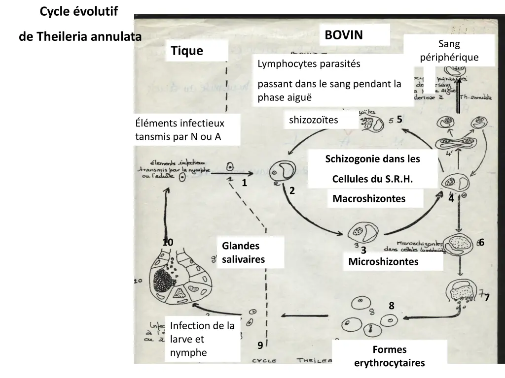 cycle volutif