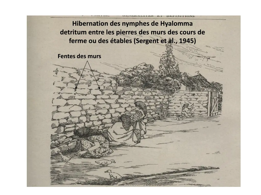 hibernation des nymphes de hyalomma detritum