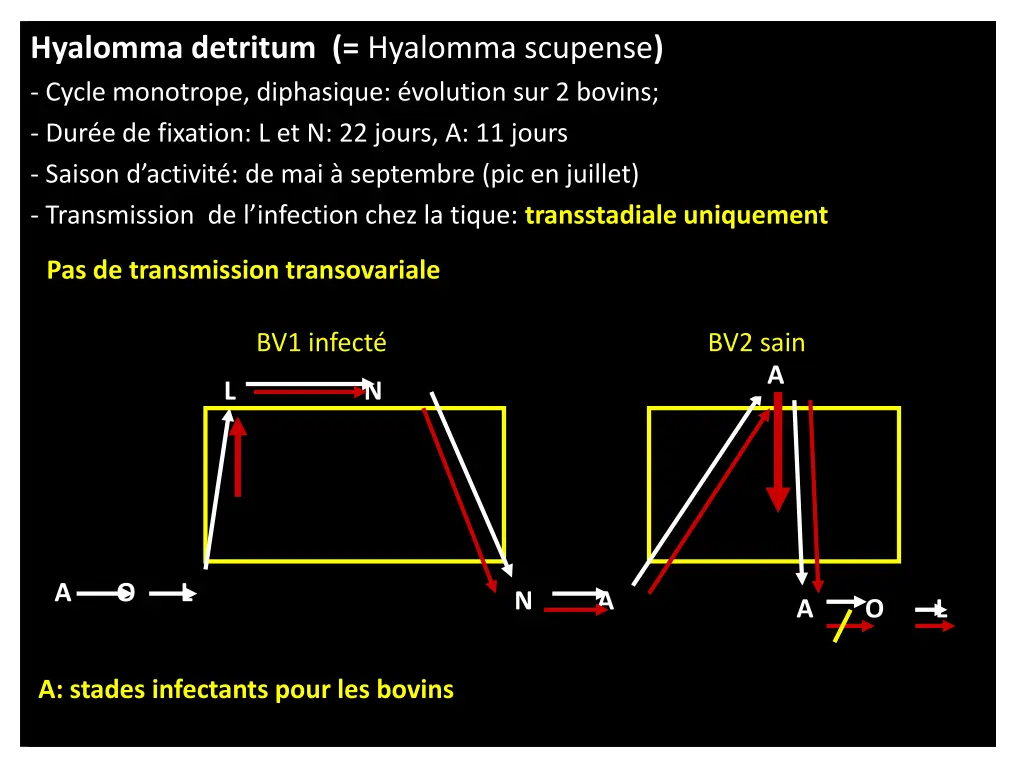 hyalomma detritum hyalomma scupense cycle